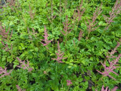 Bild von /bilder/bluehapp/thumb/asticvip_Astilbe_chinensis___Visions_in_Pink___P-1261586001_T-b_Y-24_K-25_23165_aktiv_.jpg