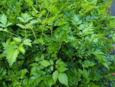 Bild von /bilder/bluehapp/thumb/asticvip_Astilbe_chinensis___Visions_in_Pink___P-1261586001_T-k_Y-24_K-21_78980_aktiv_.jpg
