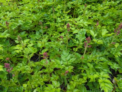 Bild von /bilder/bluehapp/thumb/asticvip_Astilbe_chinensis___Visions_in_Pink___P-1261586001_T-k_Y-24_K-23_43723_aktiv_.jpg