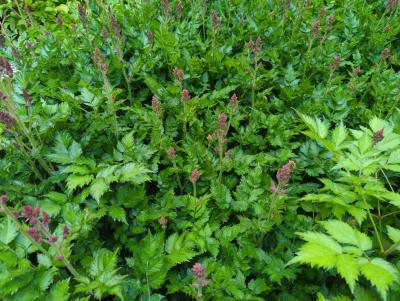 Bild von /bilder/bluehapp/thumb/asticvip_Astilbe_chinensis___Visions_in_Pink___P-1261586001_T-k_Y-24_K-23_99374_aktiv_.jpg