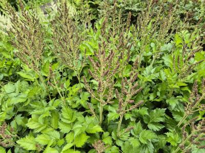 Bild von /bilder/bluehapp/thumb/asticvip_Astilbe_chinensis___Visions_in_Pink___P-1261586001_T-k_Y-25_K-26_80832.jpg