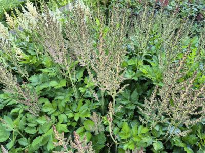 Bild von /bilder/bluehapp/thumb/asticvip_Astilbe_chinensis___Visions_in_Pink___P-1261586001_T-k_Y-25_K-27_22771.jpg