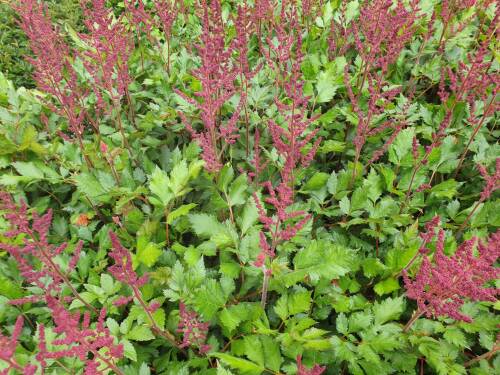 Bild von /bilder/bluehapp/thumb/asticvir_Astilbe_chinensis___Visions_in_Red___P-1261590001_T-k_Y-21_K-26_26730_aktiv_.jpg