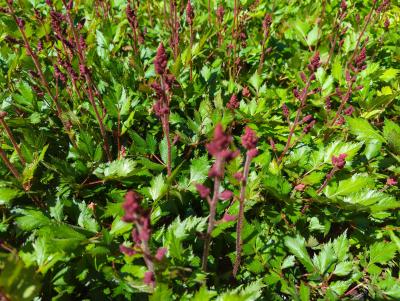 Bild von /bilder/bluehapp/thumb/asticvir_Astilbe_chinensis___Visions_in_Red___P-1261590001_T-k_Y-22_K-24_88674_aktiv_.jpg