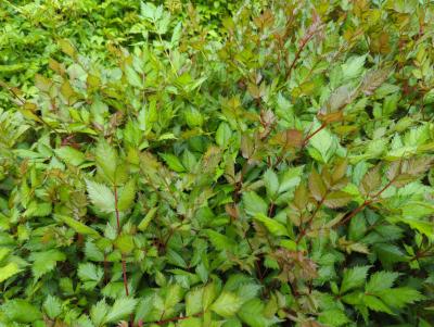 Bild von /bilder/bluehapp/thumb/asticvir_Astilbe_chinensis___Visions_in_Red___P-1261590001_T-k_Y-24_K-19_32141_aktiv_.jpg