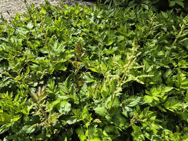 Bild von /bilder/bluehapp/thumb/asticviw_Astilbe_chinensis___Vision_in_White___P-1261598001_T-k_Y-26_K-25_51125.jpg