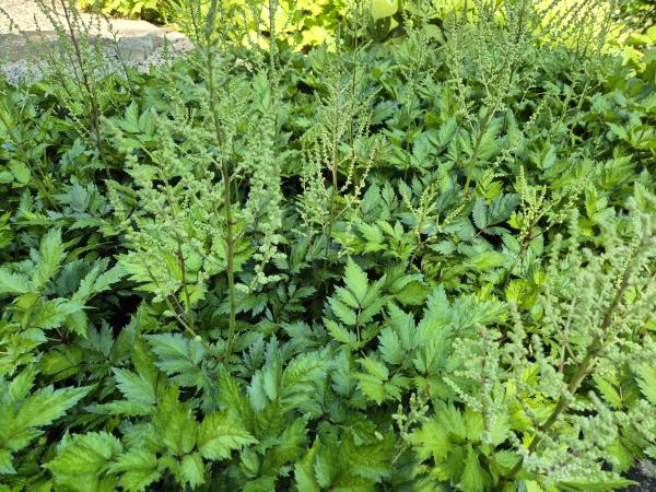 Bild von /bilder/bluehapp/thumb/asticviw_Astilbe_chinensis___Vision_in_White___P-1261598001_T-k_Y-26_K-26_45503.jpg