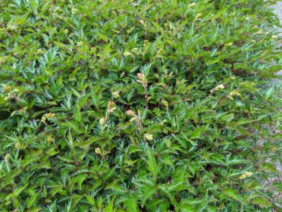Bild von /bilder/bluehapp/thumb/astigsp_Astilbe_x_glaberrima___Sprite___P-1263015001_T-k_Y-24_K-23_61001_aktiv_.jpg