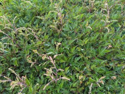 Bild von /bilder/bluehapp/thumb/astigsp_Astilbe_x_glaberrima___Sprite___P-1263015001_T-k_Y-24_K-25_13093_aktiv_.jpg