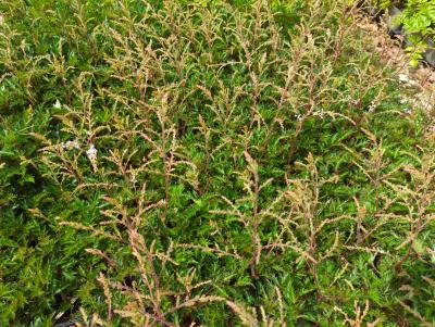 Bild von /bilder/bluehapp/thumb/astigsp_Astilbe_x_glaberrima___Sprite___P-1263015001_T-k_Y-24_K-26_38606_aktiv_.jpg