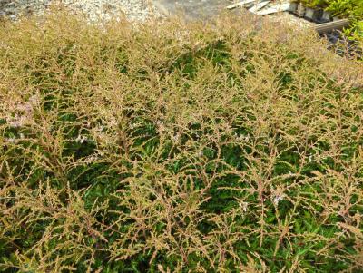 Bild von /bilder/bluehapp/thumb/astigsp_Astilbe_x_glaberrima___Sprite___P-1263015001_T-k_Y-24_K-26_71751_aktiv_.jpg
