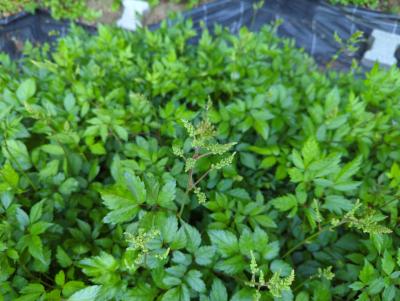 Bild von /bilder/bluehapp/thumb/astijde_Astilbe_x_japonica___Deutschland___P-1264015001_T-k_Y-22_K-22_24649_aktiv_.jpg