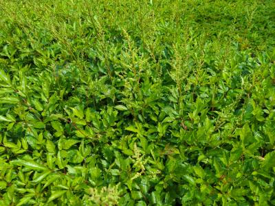 Bild von /bilder/bluehapp/thumb/astijde_Astilbe_x_japonica___Deutschland___P-1264015001_T-k_Y-23_K-23_75027_aktiv_.jpg