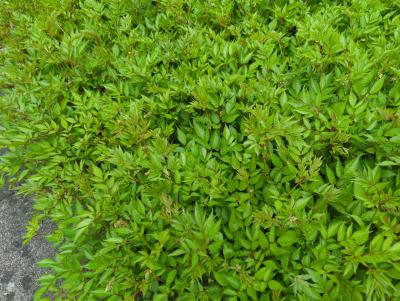Bild von /bilder/bluehapp/thumb/astijde_Astilbe_x_japonica___Deutschland___P-1264015001_T-k_Y-24_K-18_82157_aktiv_.jpg