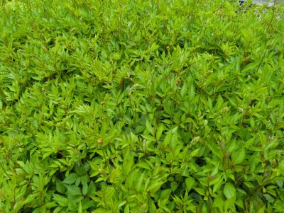 Bild von /bilder/bluehapp/thumb/astijde_Astilbe_x_japonica___Deutschland___P-1264015001_T-k_Y-24_K-19_20123_aktiv_.jpg