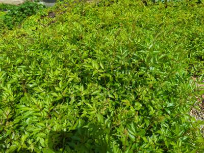 Bild von /bilder/bluehapp/thumb/astijde_Astilbe_x_japonica___Deutschland___P-1264015001_T-k_Y-24_K-20_78915_aktiv_.jpg