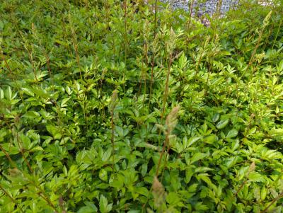Bild von /bilder/bluehapp/thumb/astijde_Astilbe_x_japonica___Deutschland___P-1264015001_T-k_Y-24_K-21_26942_aktiv_.jpg