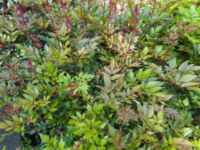 Bild von /bilder/bluehapp/thumb/astijmo_Astilbe_x_japonica___Montgomery___P-1264035001_T-k_Y-24_K-21_53338_aktiv_.jpg