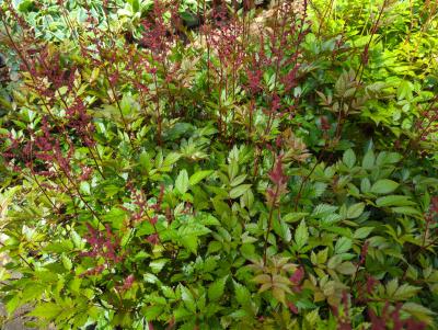 Bild von /bilder/bluehapp/thumb/astijmo_Astilbe_x_japonica___Montgomery___P-1264035001_T-k_Y-24_K-23_39646_aktiv_.jpg