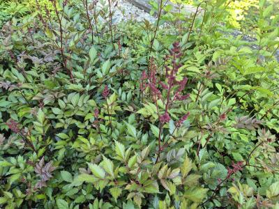 Bild von /bilder/bluehapp/thumb/astijmo_Astilbe_x_japonica___Montgomery___P-1264035001_T-k_Y-25_K-24_38376.jpg