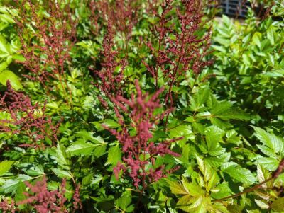 Bild von /bilder/bluehapp/thumb/astijrs_Astilbe_x_japonica___Red_Sentinal___P-1264040001_T-k_Y-22_K-24_37538_aktiv_.jpg