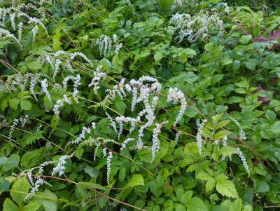 Bild von /bilder/bluehapp/thumb/astitvw_Astilbe_x_thunbergii___V_der_Wielen___P-1265020001_T-b_Y-23_K-27_34133_aktiv_.jpg