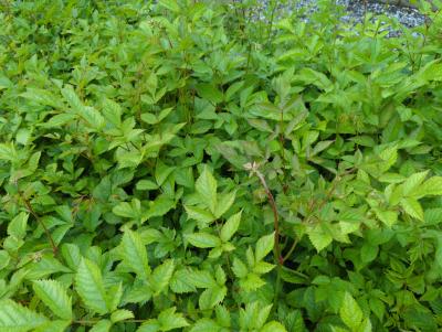 Bild von /bilder/bluehapp/thumb/astitvw_Astilbe_x_thunbergii___V_der_Wielen___P-1265020001_T-k_Y-24_K-21_65681_aktiv_.jpg