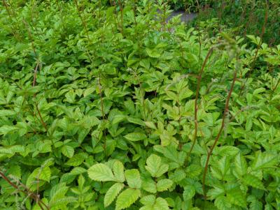 Bild von /bilder/bluehapp/thumb/astitvw_Astilbe_x_thunbergii___V_der_Wielen___P-1265020001_T-k_Y-24_K-23_63156_aktiv_.jpg