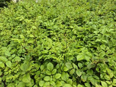Bild von /bilder/bluehapp/thumb/astitvw_Astilbe_x_thunbergii___V_der_Wielen___P-1265020001_T-k_Y-25_K-23_63536.jpg
