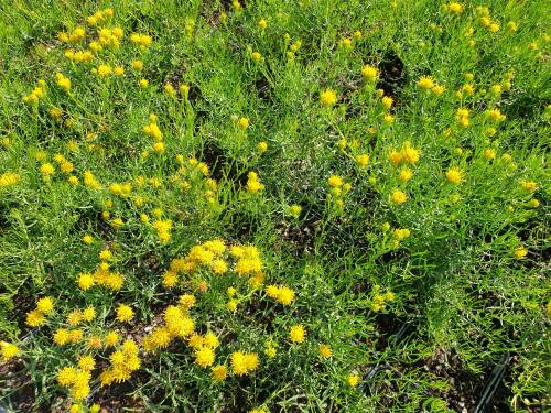 Bild von /bilder/bluehapp/thumb/astl_Aster_linosyris____P-1246500001_T-b_Y-21_K-36_32478_aktiv_.jpg