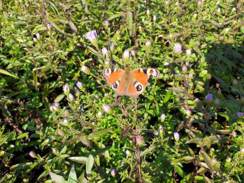 Bild von /bilder/bluehapp/thumb/astlaca_Aster_laevis___Calliope___P-1245530001_T-k_Y-21_K-38_93553_aktiv_.jpg