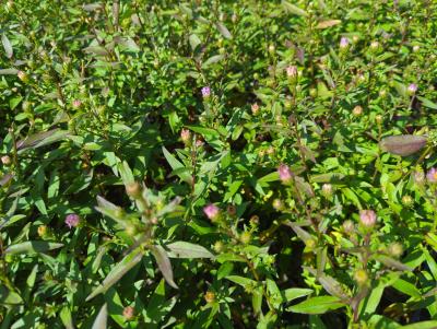 Bild von /bilder/bluehapp/thumb/astlaca_Aster_laevis___Calliope___o_P-1245530001_T-k_Y-24_K-39_45178_aktiv_.jpg