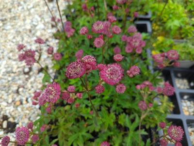 Bild von /bilder/bluehapp/thumb/astmel_Astrantia_major___Elmblut____P-1321006001_T-b_Y-22_K-23_52876_aktiv_.jpg