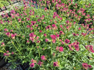 Bild von /bilder/bluehapp/thumb/astmhb_Astrantia_major___Hadspen_Blood___P-1321006801_T-b_Y-25_K-22_97571.jpg
