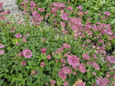 Bild von /bilder/bluehapp/thumb/astmhb_Astrantia_major___Hadspen_Blood___P-1321006801_T-b_Y-25_K-23_49180.jpg