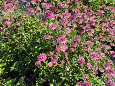 Bild von /bilder/bluehapp/thumb/astmhb_Astrantia_major___Hadspen_Blood___P-1321006801_T-b_Y-25_K-24_79213.jpg