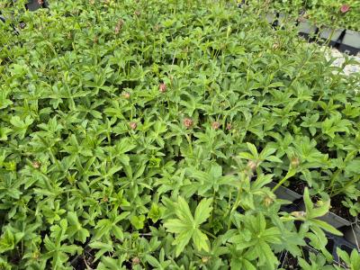 Bild von Astrantia major Hadspen-Blood