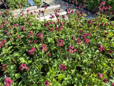 Bild von /bilder/bluehapp/thumb/astmla_Astrantia_major___Lars___P-1321006501_T-b_Y-25_K-22_92928.jpg