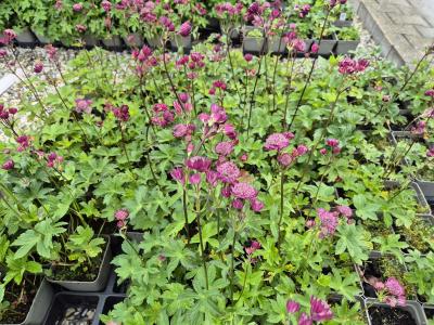 Bild von /bilder/bluehapp/thumb/astmla_Astrantia_major___Lars___P-1321006501_T-b_Y-25_K-23_57373.jpg