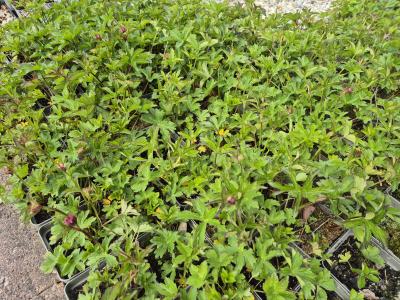 Bild von /bilder/bluehapp/thumb/astmla_Astrantia_major___Lars___P-1321006501_T-k_Y-25_K-20_90477.jpg