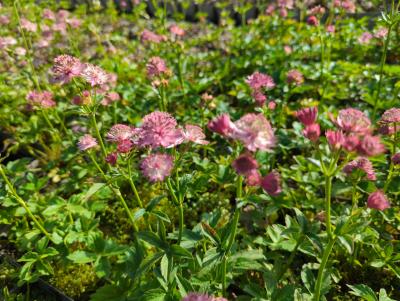 Bild von /bilder/bluehapp/thumb/astmrom_Astrantia_major___Roma___P-1321011001_T-b_Y-22_K-22_25795_aktiv_.jpg