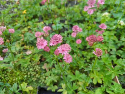 Bild von /bilder/bluehapp/thumb/astmrom_Astrantia_major___Roma___P-1321011001_T-b_Y-22_K-23_18658_aktiv_.jpg