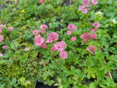 Bild von /bilder/bluehapp/thumb/astmrom_Astrantia_major___Roma___P-1321011001_T-b_Y-22_K-23_18658_aktiv_.jpg