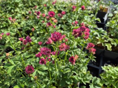 Bild von /bilder/bluehapp/thumb/astmrom_Astrantia_major___Roma___P-1321011001_T-b_Y-25_K-22_11812.jpg