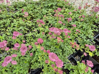 Bild von /bilder/bluehapp/thumb/astmrom_Astrantia_major___Roma___P-1321011001_T-b_Y-25_K-23_37323.jpg