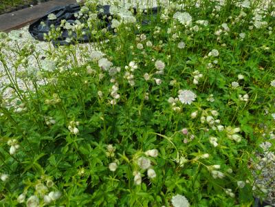 Bild von /bilder/bluehapp/thumb/astmsh_Astrantia_major___Shaggy___P-1321018001_T-b_Y-24_K-23_56658_aktiv_.jpg