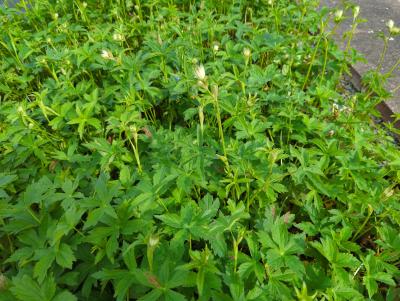 Bild von /bilder/bluehapp/thumb/astmsh_Astrantia_major___Shaggy___P-1321018001_T-k_Y-24_K-20_76184_aktiv_.jpg