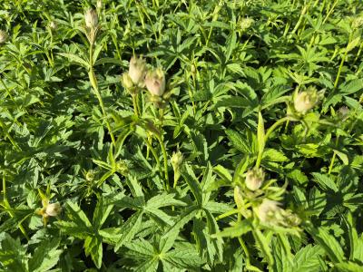 Bild von /bilder/bluehapp/thumb/astmsh_Astrantia_major___Shaggy___P-1321018001_T-k_Y-25_K-22_27225.jpg