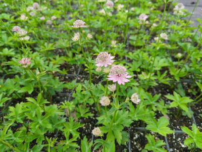 Bild von /bilder/bluehapp/thumb/astmss_Astrantia_major___Snow_Star__R_P-1321081501_T-b_Y-22_K-23_13249_aktiv_.jpg