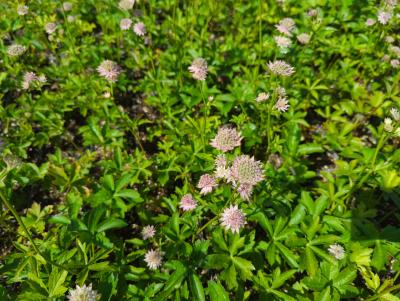 Bild von /bilder/bluehapp/thumb/astmss_Astrantia_major___Snow_Star__R_P-1321081501_T-b_Y-22_K-24_37823_aktiv_.jpg